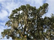 mcleod_plantation_20