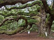Angel Oak