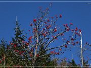 Clingmans Dome