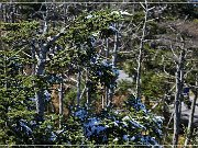 Clingmans Dome