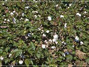 Cotton Field