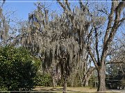 Tallahassee Canopy Roads