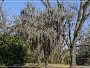 Tallahassee_Canopy_02