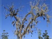 Tallahassee Canopy Roads