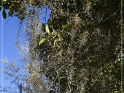 Tallahassee Canopy Roads