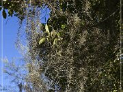 Tallahassee_Canopy_05