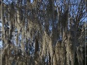 Tallahassee Canopy Roads