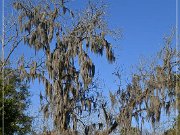 Tallahassee Canopy Roads