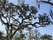 Tallahassee Canopy Roads