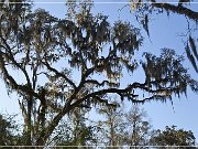 Tallahassee_Canopy_08