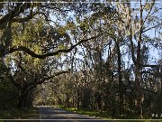 Tallahassee Canopy Roads