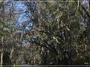 Tallahassee Canopy Roads