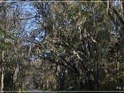 Tallahassee_Canopy_11