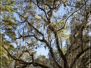 Tallahassee_Canopy_12