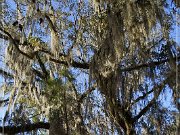 Tallahassee Canopy Roads