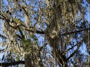 Tallahassee_Canopy_13