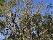 Tallahassee Canopy Roads