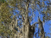 Tallahassee Canopy Roads