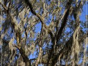Tallahassee Canopy Roads