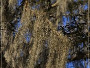 Tallahassee Canopy Roads