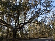 Tallahassee Canopy Roads