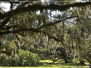Jungle Gardens