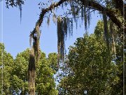 avery_island_jungle_gardens_07