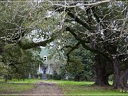 magnolia_plantation_12