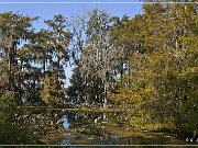 Lake Martin Swamp Tour