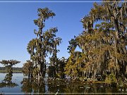 Lake Martin Swamp Tour