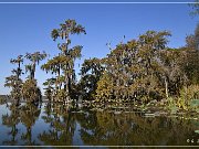 Lake Martin Swamp Tour