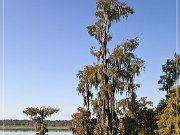 Lake Martin Swamp Tour
