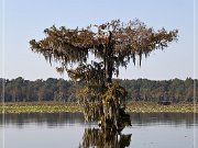 Lake Martin Swamp Tour