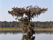 lake_martin_swamp_tour_06