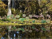 Lake Martin Swamp Tour