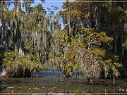 lake_martin_swamp_tour_09