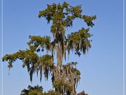 Lake Martin Swamp Tour