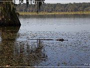 Lake Martin Swamp Tour