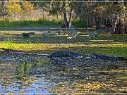 Lake Martin Swamp Tour