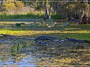 lake_martin_swamp_tour_14