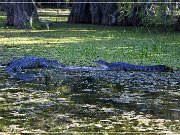 Lake Martin Swamp Tour