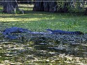 lake_martin_swamp_tour_15