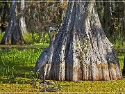 Lake Martin Swamp Tour