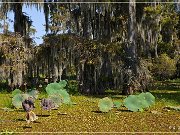 Lake Martin Swamp Tour