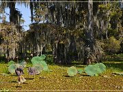 lake_martin_swamp_tour_18