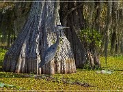 Lake Martin Swamp Tour