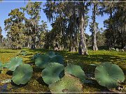 Lake Martin Swamp Tour