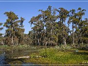 Lake Martin Swamp Tour