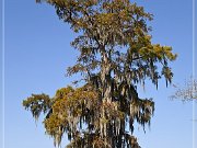 Lake Martin Swamp Tour