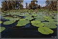 lake_martin_swamp_tour_77